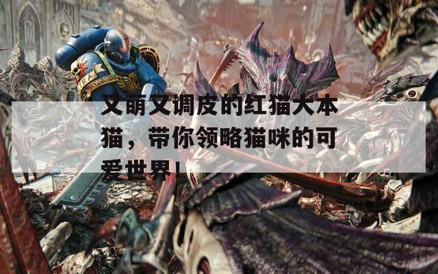 又萌又调皮的红猫大本猫，带你领略猫咪的可爱世界！
